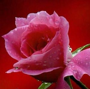 Meet your Posher, Huda